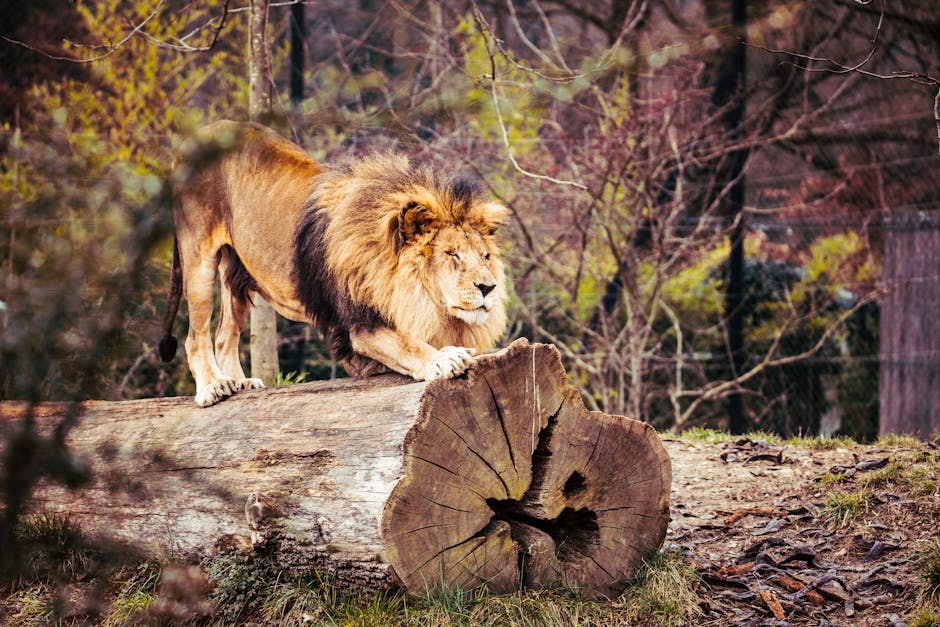 From Anxiety to Clarity: How Lions Mane Brain Supplements Transform Your Mental Health